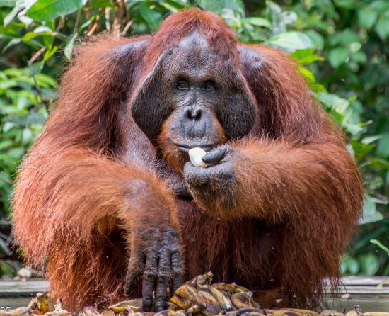 Dschungelabenteuer in Kalimantan, 4 Tage ab Palangkaraya: Camp Leakey feeding