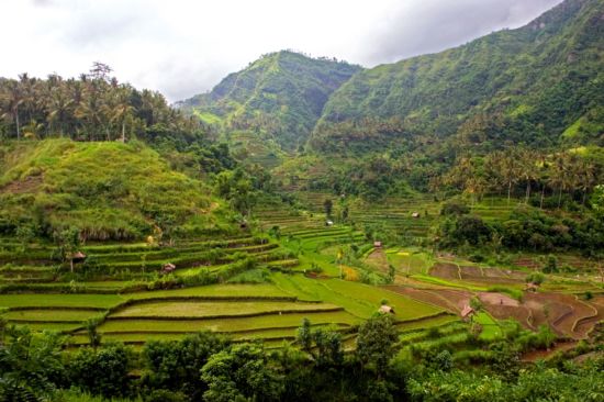 Erlebnisreiches Bali ab Südbali: Bali Rice Terraces