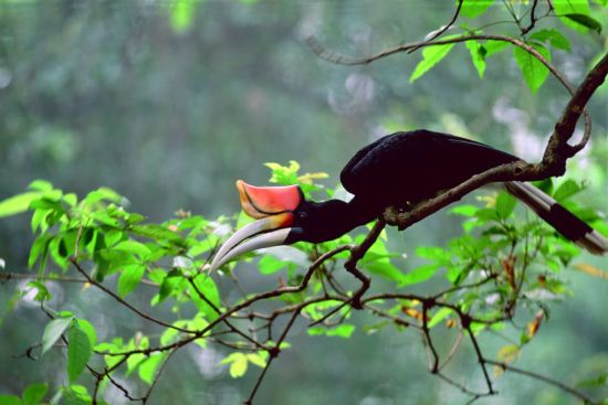 Sarawak – la nature dans toute sa splendeur de Kuching: Hornbill