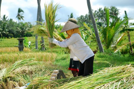 Erlebnisreiches Bali ab Südbali: Bali local farmers
