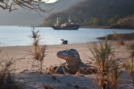 Komodo - Inseln der Warane ab Labuan Bajo: Komodo dragon