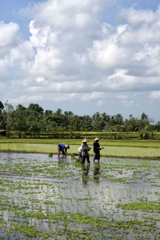 Bali active de Sud de Bali: Bali Rice field
