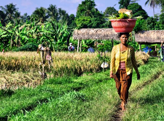 Bali active de Sud de Bali: Bali farmer