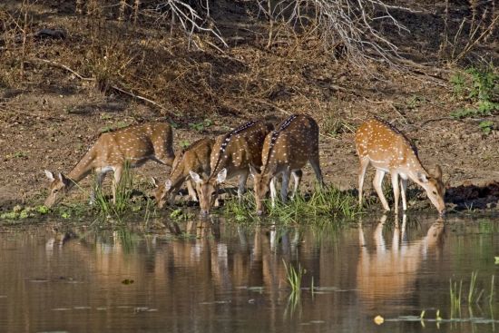 Taj Mahal & Tiger Safaris ab Delhi: Kanha National Park: Spotted Deers