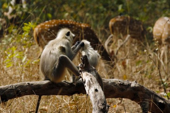 Taj Mahal & Tiger Safaris ab Delhi: Kanha National Park: Hanuman Langur