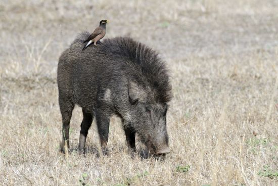 Taj Mahal & Tiger Safaris ab Delhi: Bandhavgarh National Park: Wild boar