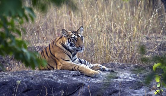 Taj Mahal & Tiger Safaris ab Delhi: Tiger Bandhavgarh NP
