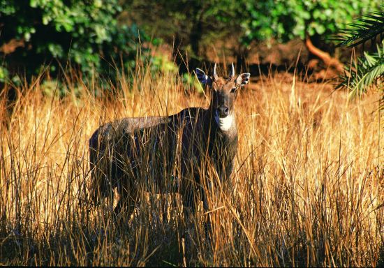 Taj Mahal & Tiger Safaris ab Delhi: National Park: Antelope