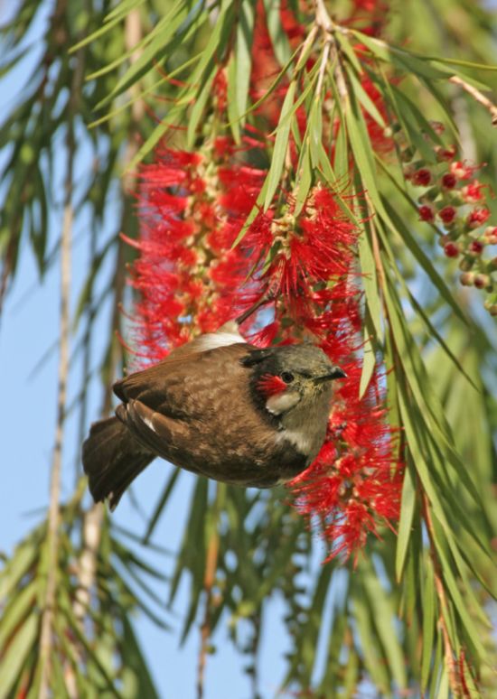 Taj Mahal & Tiger Safaris ab Delhi: National Park: Bulbul