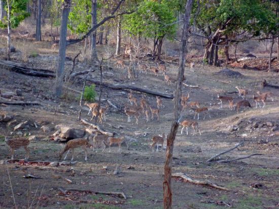 Taj Mahal & Tiger Safaris ab Delhi: Pench National Park: spotted deers