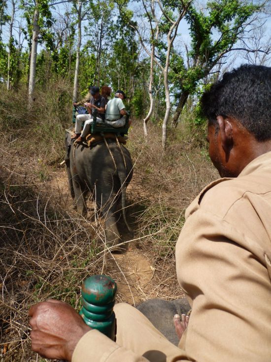 Taj Mahal & Tiger Safaris ab Delhi: Kanha National Park: Safari