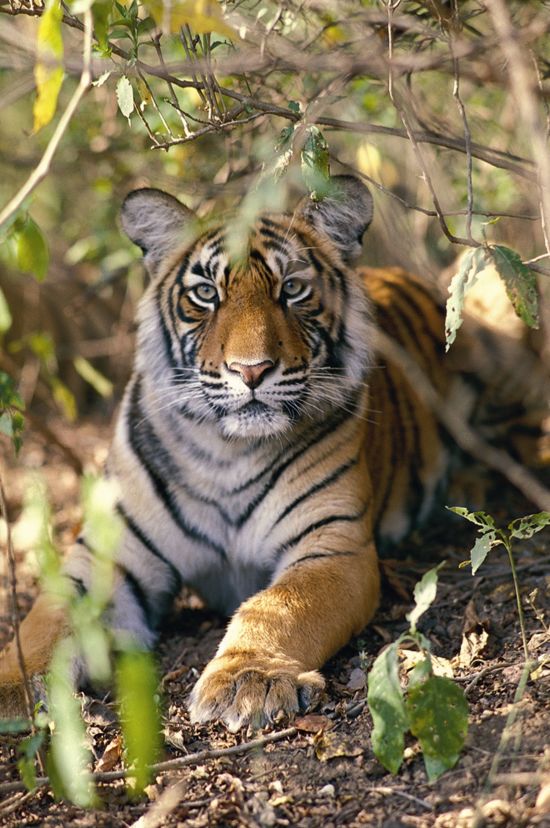 Taj Mahal & Tiger Safaris ab Delhi: National Park: Tiger