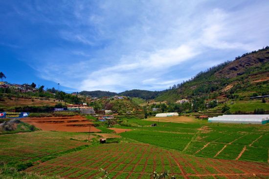 Le sud diversifié de l’Inde de Kochi: Coorg: Vegetable Plantation