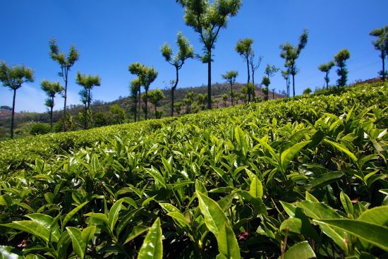 Le sud diversifié de l’Inde de Kochi: Coorg: Tea factory