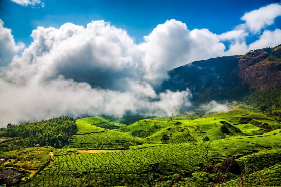 Naturschönheiten Keralas ab Kochi: Munnar tea plantations
