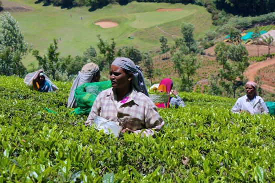 Le sud diversifié de l’Inde de Kochi: Coorg: Tea Plantation