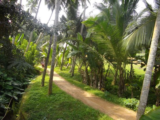 Tour à vélo à travers le Kerala de Kovalam: Kerala Biking Tour