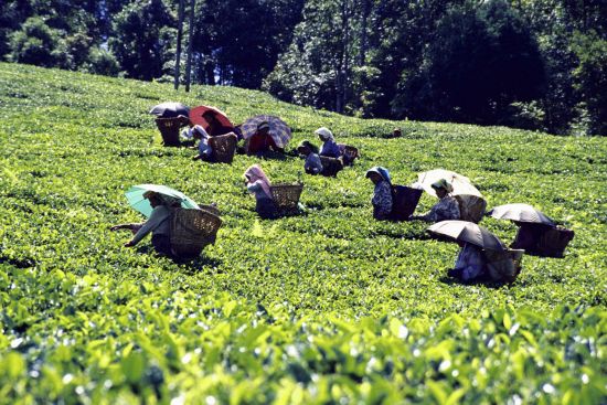L'Himalaya pour les âmes d'explorateur de Bagdogra: Darjeeling: tea plantation