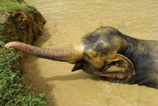River Kwai Soft Adventure & Expérience avec les éléphants de Bangkok: Elephant taking a bath