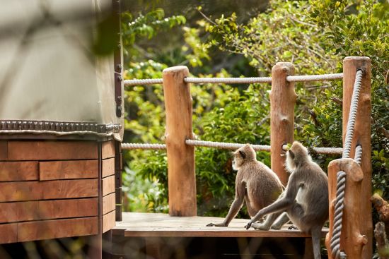 Sri Lanka für Geniesser ab Colombo: activities: Monkeys Wild Coast Tented Lodge 
