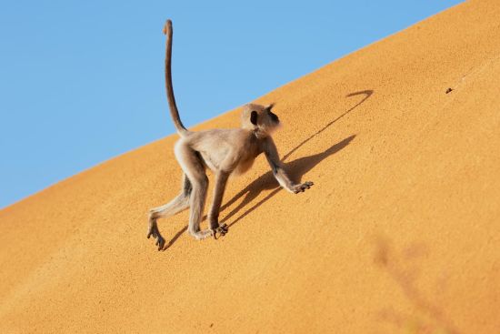 Sri Lanka für Geniesser ab Colombo: activities: Wild Coast Tented Lodge