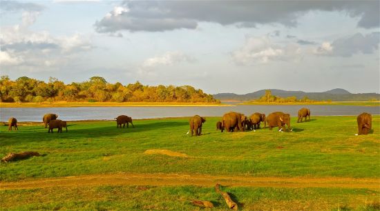 Les hauts lieux du Sri Lanka de Colombo: Minneriya National Park