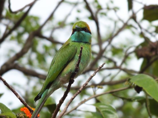 Les hauts lieux du Sri Lanka de Colombo: National Park: Bird