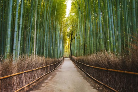 Circuit en groupe «Au royaume de la déesse du soleil» de Kyoto: Kyoto Bamboo Forest in Arashiyama