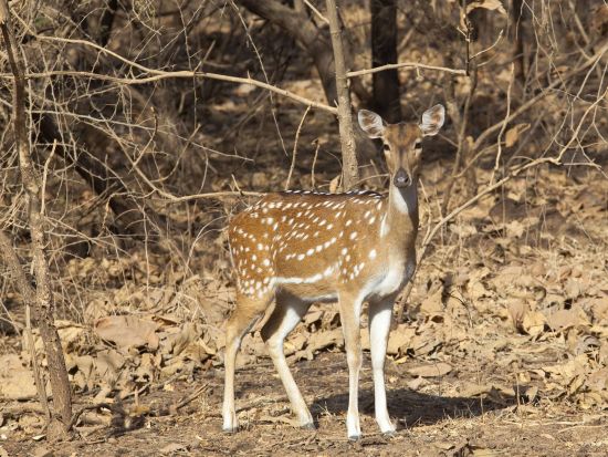 Unbekanntes Gujarat ab Ahmedabad: Gir Nationalpark: Antilope