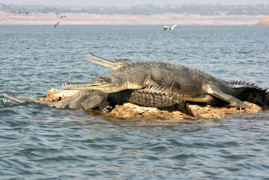 Mela Kothi - Chambal Safari Lodge ab Delhi: Chambal River: Gharials