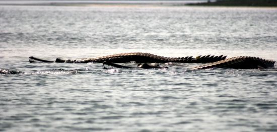 Mela Kothi - Chambal Safari Lodge ab Delhi: Chambal River: Gharials