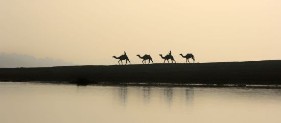 Mela Kothi - Chambal Safari Lodge ab Delhi: Chambal Sanctuary: Camel Safari