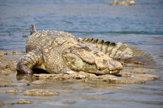 Mela Kothi - Chambal Safari Lodge ab Delhi: Chambal River: Marsh Crocodile