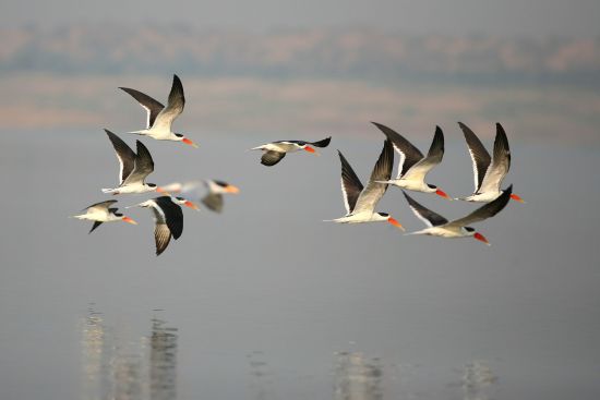 Mela Kothi - Chambal Safari Lodge ab Agra: Chambal River: Indian Skimmers (image by Eling Lee)