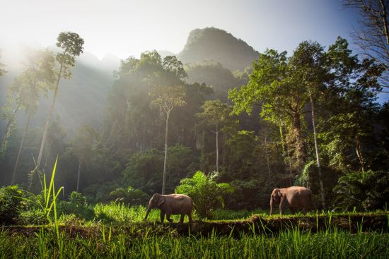 Elephant Hills & The Lake Camp ab Phuket: activities: Elephant Experience | Elephant Hills 
