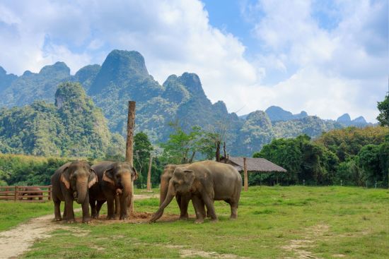 Elephant Hills & The Lake Camp de Phuket: Elephant Experience at Elephant Hills