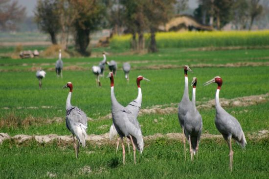 Mela Kothi - Chambal Safari Lodge ab Delhi: Chambal Sanctuary: Sarus Cranes