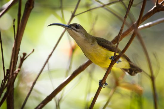 Elephant Hills - 3 jours de Phuket: Wildlife