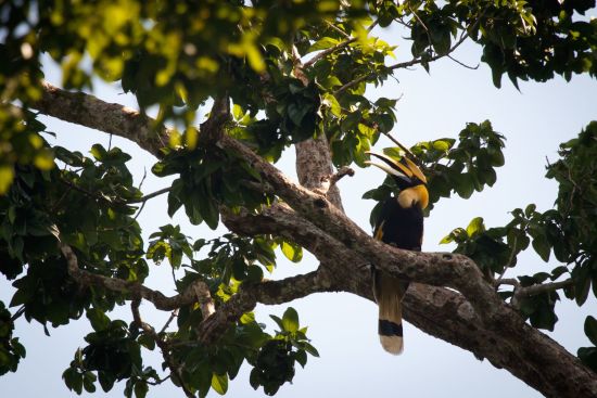 Elephant Hills & The Lake Camp de Phuket: Wildlife
