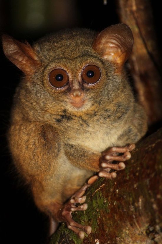 Im Hochland der Minahasa ab Manado: Sulawesi Tarsier