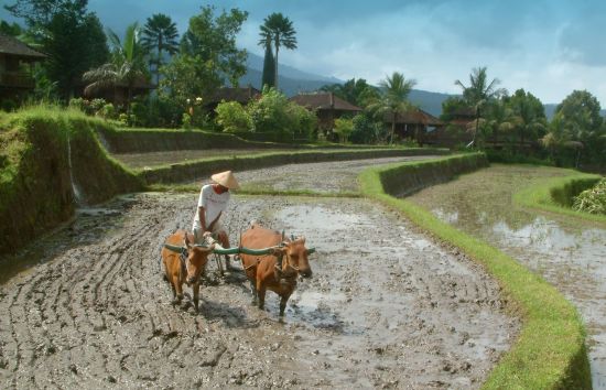 Les hauts lieux de Bali de Sud de Bali: Bali Munduk