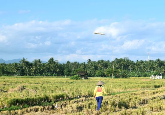 Les hauts lieux de Bali de Sud de Bali: Bali: Farmer with Ducks