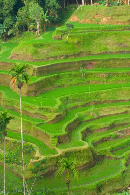 Les hauts lieux de Bali de Sud de Bali: Bali Rice Terraces
