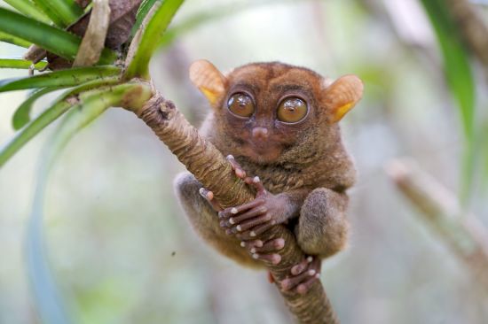 Naturwunder Bohol: Bohol Tarsier