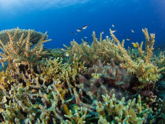 Naturwunder Bohol: activities: Amun Ini Snorkel & Dive Spots