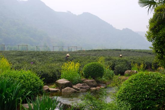 Charmantes cités-jardins et villes d'eau de Shanghai: Hangzhou: Tea plantation
