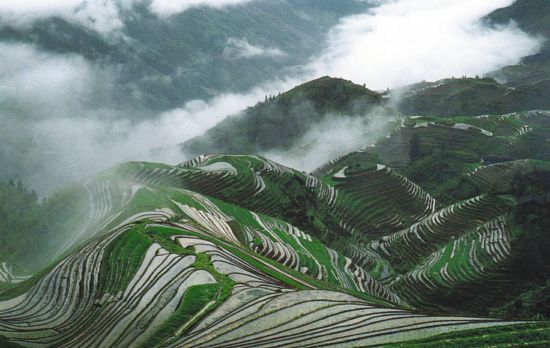 Rizières en terrasses & paysages montagneux de Guilin: Guilin: Rice terraces