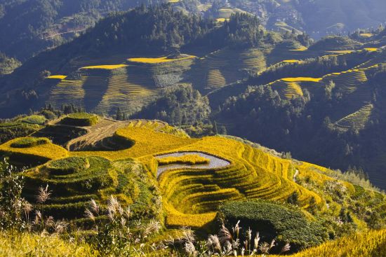 Rizières en terrasses & paysages montagneux de Guilin: Longsheng: Rice Terraces