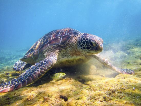 Archipel des Visayas de Negros: Negros Apo Island Underwater