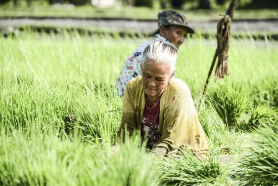 Archipel des Visayas de Negros: Negros Bacolod